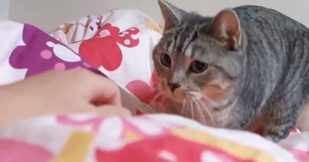 布団に入ると、『甘えん坊の猫』がやってきて…たまらなく可愛い『悶絶級の行動』が47万再生「大好きなんだね」「ぬくもりを感じてるんだな」