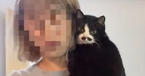 『究極の甘えん坊猫』との暮らしを見てみると…想像以上に『距離感がバグっている光景』が41万再生「幸せの塊」「犬より犬な子初めてみた」