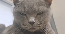 年を取って『狂暴な猫』が落ち着いたかと思ったら…パパがツンツンしてみると→笑ってしまう展開に「元気でええなｗ」「期待を裏切らない」の声
