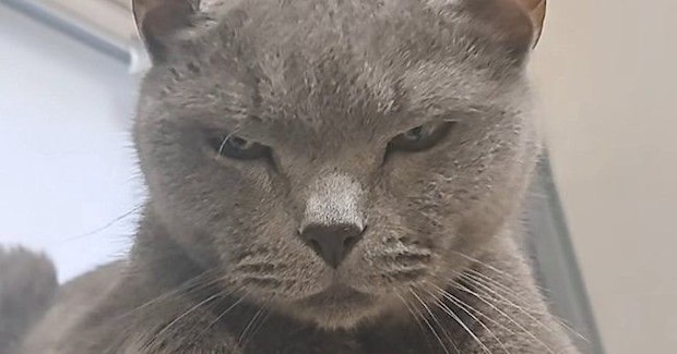 年を取って『狂暴な猫』が落ち着いたかと思ったら…パパがツンツンしてみると→笑ってしまう展開に「元気でええなw」「期待を裏切らない」の声