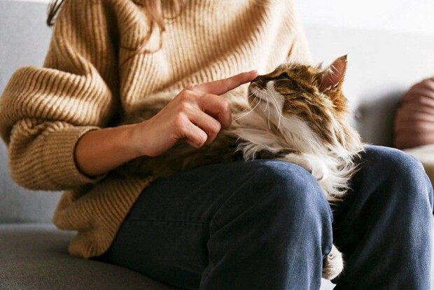 飼い主の膝の上でくつろぐ猫