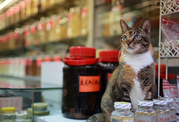 香港の薬局にいる猫