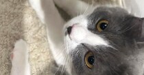 マットの上でくつろぐ2匹の猫→『おてて』と『おてて』が……たまらなく可愛い瞬間に「フュージョンｗ」「朝からよだれ出た」と反響