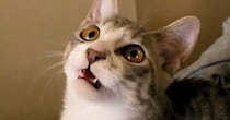 猫じゃらしの棒の部分で遊んだら…想像以上に『お喋りが止まらない猫の様子』が327万再生「なんて可愛いんだ」「もうたまらない」と悶絶の声