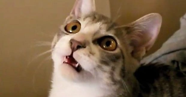 猫じゃらしの棒の部分で遊んだら…想像以上に『お喋りが止まらない猫の様子』が327万再生「なんて可愛いんだ」「もうたまらない」と悶絶の声