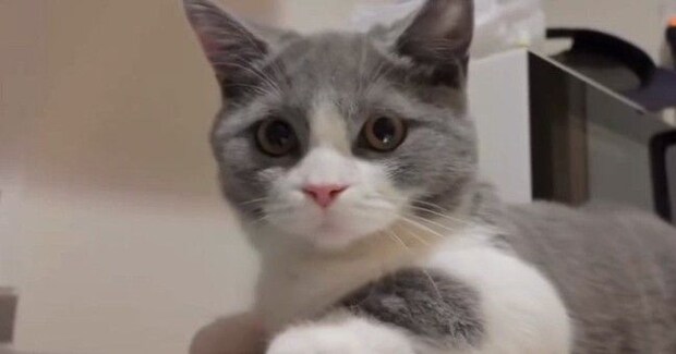蛇口から出る水が気になる猫→シンクに移動しようとした次の瞬間…予想外の『橋ができあがる瞬間』に「しんどくないのかなｗ」「すごい器用」