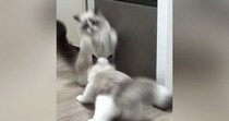 『急に飛び出してきた同居猫』に…慌ててジャンプした猫の『まさかのポーズ』に爆笑の声「飛び方がバンジージャンプｗ」「めっちゃ笑った」