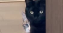 2年ぶりに『実家に帰省』→愛猫たちと再会した結果…『まさかの光景』が58万再生「不審者を見るようなｗ」「絵にかいたような誰や顔ｗ」