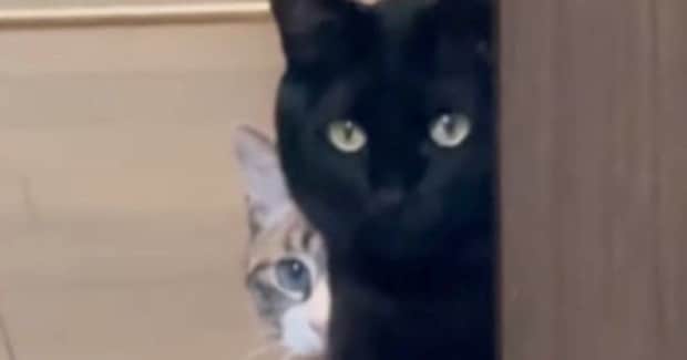 2年ぶりに『実家に帰省』→愛猫たちと再会した結果…『まさかの光景』が58万再生「不審者を見るようなｗ」「絵にかいたような誰や顔ｗ」