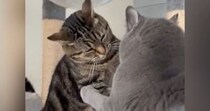先輩猫から『にゃんプロ』を仕掛けられた後輩猫→近くにいた飼い主さんに…『可愛すぎる行動』に反響「本当に訴えてるｗ」「控え目なサインｗ」