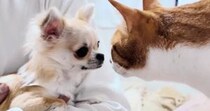 先住猫たちが『新入りの子犬』を初めて見たときのリアクション…とんでもなく優しい『初対面の様子』に反響「驚いた」「適応力がすごい」