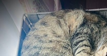 箱でくつろぐのが好きな2匹の猫→ふと見たら、『同じポーズ』で…悶絶級の『尊すぎる光景』が15万表示「コピペｗ」「シンクロナイズド睡眠」