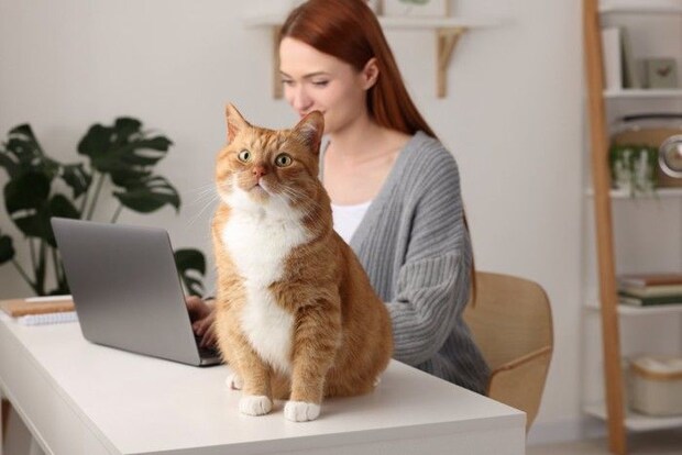 モニタを見つめる女性と正面を見つめる猫