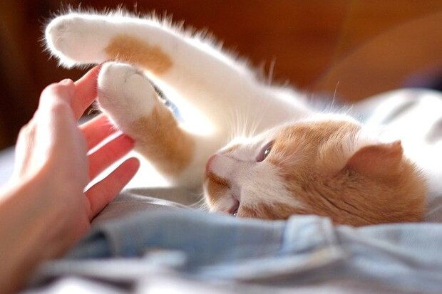 手に戯れる猫