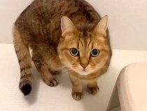 飼い主のお風呂中、侵入してきたネコ→ウロウロしていると思いきや…次の瞬間見せた『想定外の行動』に「笑った」「風呂はよ出ろ妖怪ｗｗｗ」の声