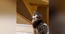 階段を下りようとしていた子猫→『名前』を呼んでみたら…尊すぎる『まさかの行動』が25万再生「変な声出たｗ」「何度も呼びたくなるね」