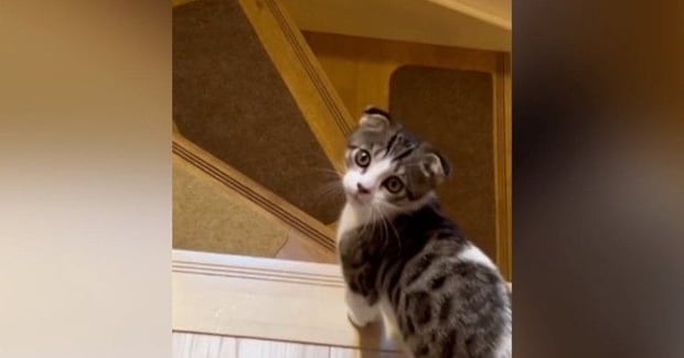 階段を下りようとしていた子猫→『名前』を呼んでみたら…尊すぎる『まさかの行動』が25万再生「変な声出たw」「何度も呼びたくなるね」