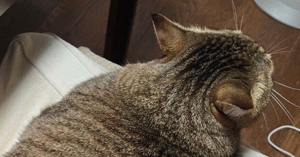 椅子の上にいた猫の『フォルム』が……幻の生物そっくりな光景に笑ってしまうと12万表示「カラダのラインがw」「すごい広がり方」