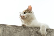高架下に貼りついて動けなくなった猫　市民が見守る中で深夜の救出活動が大成功　インド