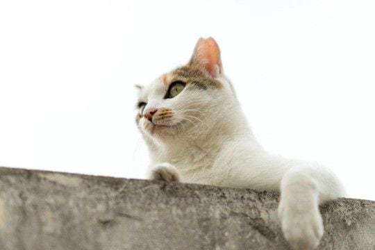 高架下に貼りついて動けなくなった猫　市民が見守る中で深夜の救出活動が大成功　インド