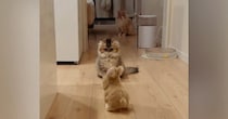 猫たちがぴょこぴょこ動く『うさぎ型ロボット』を見た結果…笑ってしまう『リアクション』が21万再生「すべてが可愛い」「話し合ってるｗ」