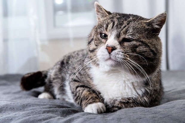 歳をとった猫