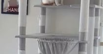 お客さんが来てパニックになった猫→とっさに『隠れた場所』が…まさかの光景に「ちょっと可愛すぎるｗ」「タワーの一部にしか見えないｗ」