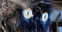 ぺちゃ顔猫の『ヒゲ』が伸びた結果…想像以上に『ファンタジー感満載な光景』に２万いいね「特殊能力がありそうｗ」「存在感がすごい」
