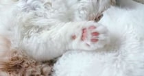 お昼寝中の猫を見たら→仰向けの状態で……あまりにも無防備すぎる『尊い寝姿』に２万いいね「すごい仰向けｗ」「ぬいぐるみみたい」と反響