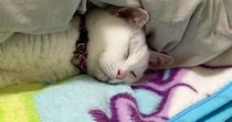 お布団に入って『スヤスヤと眠っていた猫』…可愛すぎる『寝相』に癒される人が続出「気持ちよさそうだねぇｗ」「直角ができてるｗ」