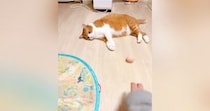 くつろいでいた猫に『ボール』を転がしてみると……『まさかの反応』に笑う人続出「もはや達観してるｗ」「虚無すぎる」と33万表示