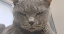 年を取って『狂暴な猫』が落ち着いたかと思ったら…パパがツンツンしてみると→笑ってしまう展開に「元気でええなｗ」「期待を裏切らない」の声