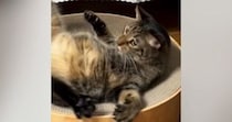 お気に入りの場所を取られたくない『キジトラ猫』…まさかすぎる『撃退方法』が49万再生「思いが伝わるｗｗ」「コンニャローｗ」と爆笑の声