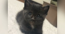 とっても小さくて『可愛らしかった黒猫』が成長した結果…衝撃のビフォーアフターに爆笑する人が続出「変身しすぎｗ」「破壊力が凄いｗ」