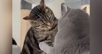 先輩猫から『にゃんプロ』を仕掛けられた後輩猫→近くにいた飼い主さんに…『可愛すぎる行動』に反響「本当に訴えてるｗ」「控え目なサインｗ」