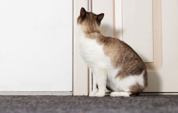 閉まっているドアを見る猫の背中