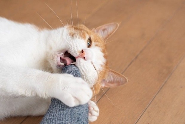 人の足を奥歯で噛む猫