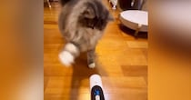 飼い主がバリカンを持って移動すると『バリカン嫌いな猫』が…笑える光景が10万再生突破「ついてきてまでｗ」「一生懸命でかわいいｗ」