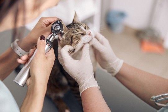 猫が『難聴』になってしまう原因4つ 見分けるためのポイントや飼い主にできること