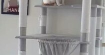 お客さんが来てパニックになった猫→とっさに『隠れた場所』が…まさかの光景に「ちょっと可愛すぎるｗ」「タワーの一部にしか見えないｗ」