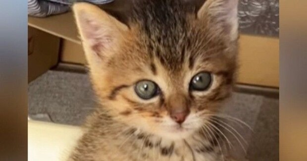 子猫の『初めてのトイレ』を見た結果…完全に予想外な『まさかの姿勢』が129万再生「真剣さが伝わるw」「AIかと思ったw」と爆笑の声