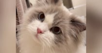 お風呂の『出待ちをする猫』→飼い主が出てくると…とんでもなく尊い『健気な様子』が46万再生「キャー可愛すぎ」「ずっと見てしまう」と悶絶