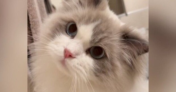お風呂の『出待ちをする猫』→飼い主が出てくると…とんでもなく尊い『健気な様子』が46万再生「キャー可愛すぎ」「ずっと見てしまう」と悶絶