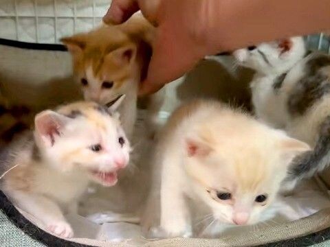 好奇心旺盛な4匹の子猫→ペットシーツを直そうと、ケージの扉を開けた瞬間…『コントのような光景』が話題「エンドレスかと」「無限ループw」