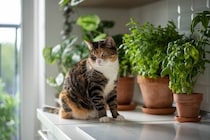 猫の命を脅かす『危険なハーブ』3つ　香りだけでも危ない？飼い主が注意すべきこと