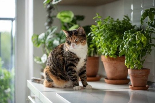 猫の命を脅かす『危険なハーブ』3つ 香りだけでも危ない?飼い主が注意すべきこと
