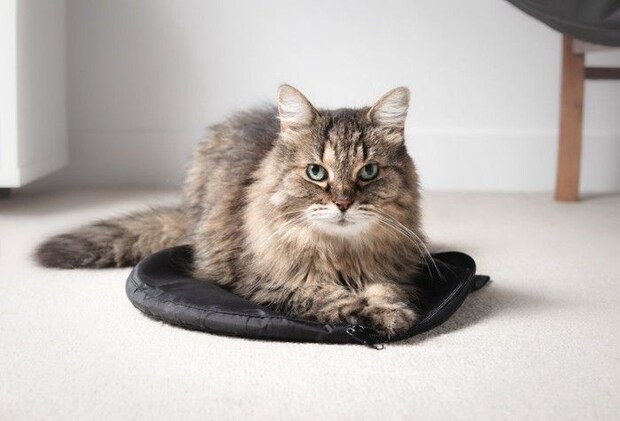 クッションの上でくつろぐ猫