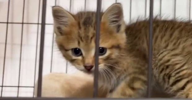 『可愛い顔の子猫』がケージに顔を押し付けた結果…想像以上に『変顔になる瞬間』が164万表示「電車の中で吹いたw」「お腹痛いw」