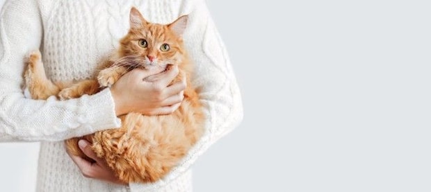 猫を『抱っこ好き』に育てるためのコツ4つ　避けるべき行為や正しい抱き方までご紹介