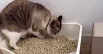 トイレを使っていた猫→終わった後の行動を見ていると…思わずツッコミたくなる光景が11万表示「わかるわかるｗ」「触りたくないのかなｗ」